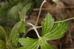 Wild geranium